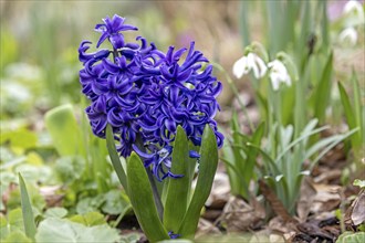 Blue garden hyacinth (Hyacinthus orientalis), flowering, Baden-Württemberg, Germany, Europe