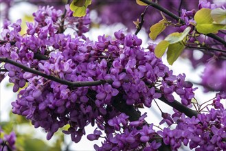 Blossoms of the Judas tree (Cercis siliquastrum), flowering, Baden-Württemberg, Germany, Europe