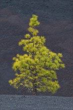 Canary Island pine (Pinus canariensis) Arena Negras, Teide National Park, Tenerife, Canary Islands,