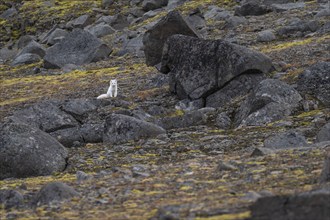 Arctic fox (Vulpes lagopus) in winter coat, Straumsland, Spitsbergen, Svalbard, Norway, Europe