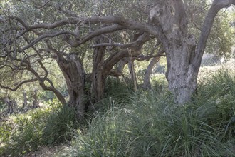 Olive trees, olive trees (Olea europaea), Sicily, Italy, Europe