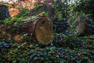 Ivy (Hedera helix) overgrows felled tree trunks, Baden-Württemberg, Germany, Europe