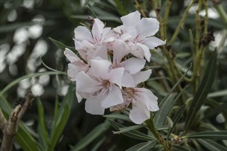 Oleander (Nerium oleander), Sicily, Italy, Europe