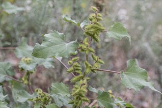 Rough cocklebur (Xanthium strumarium), Sicily, Italy, Europe