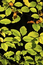 Backlit beech leaves against a black background, Stuttgart, Baden-Württemberg, Germany, Europe