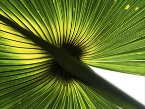 Close-up of a palm leaf, Royal Botanic Gardens (Kew Gardens), UNESCO World Heritage Site, Kew,