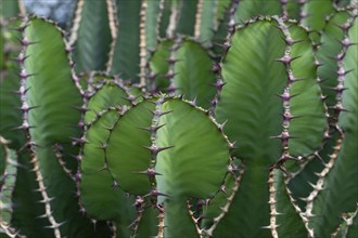 Euphorbia, Princess of Wales Conservatory, Royal Botanic Gardens (Kew Gardens), UNESCO World