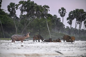 Hippopotamus (Hippopotamus amphibius) and red buffalo or forest buffalo (Syncerus nanus) on the