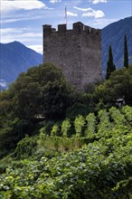 Powder tower between vines, wine-growing area, Tappeinerweg, Tappeiner promenade, high-altitude