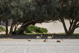 Angolan springboks (Antidorcas angolensis) in the Hoanib dry river, Kaokoveld, Kunene region,