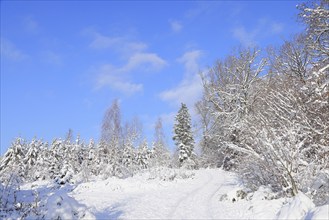 Snow-covered winter forest, snow-covered spruces (Picea abies) on a sunny winter day with blue sky,