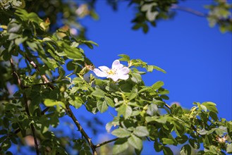 Rosa canina (Rosa corymbifera) in front of a blue sky, Ternitz, Lower Austria, Austria, Europe