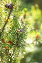 Close-up of a branch of a pine (Pinus), Ternitz, Lower Austria, Austria, Europe