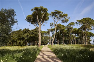 A path through a field with tall trees under a sunny sky, Filerimos, hill not far from Rhodes Town,