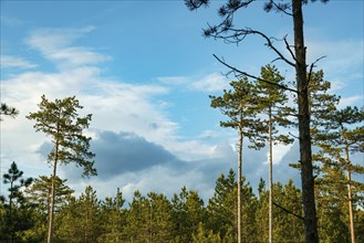 Tall european black pine (Pinus nigra) stretch out under a bright blue sky with a few clouds,