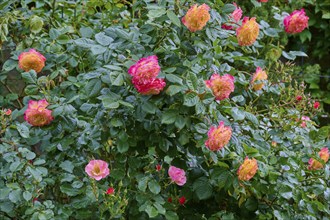 Rose bush with several rose blossoms in pink and orange in the green foliage of a garden,