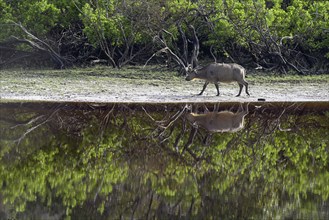 Red buffalo or forest buffalo (Syncerus nanus) by a river, Loango National Park, Parc National de