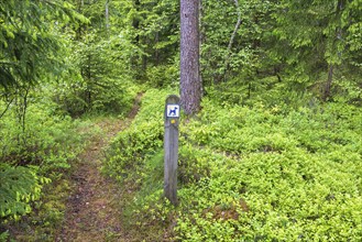 Sign for a dog footpath in a coniferous forest with blueberry bushes on the ground