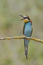 Bee-eater (Merops apiaster) sitting attentively with open beak on a branch, Wildlife, Lake Neusiedl