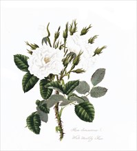 Rosa damascena, Rose, Historic rose, Rose variety, Illustration from 1799, Historic, digitally