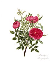 Rosa centifolia, Rose, Old rose, Rose cultivar, Illustration from 1799, Historic, digitally