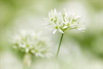 Wild garlic in flower (Allium ursinum), allium family (Allium), beech forest, Weiterdingen, Hegau,