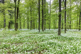 Wild garlic in flower (Allium ursinum), allium family (Allium), beech forest, Weiterdingen, Hegau,