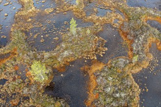 Drone image, aerial view, close-up, wetland, bog in autumn, Lapland, Finland, Europe