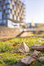 Autumn leaves and moss in the foreground with a modern building in the background, Nagold, Black