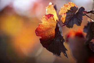 Vine leaves with autumn colours, close-up, Weinviertel, Lower Austria