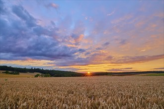 A wheat field (Triticum), in the foreground, surrounded by forest under an evening sky with clouds