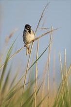 Reed bunting (Emberiza schoeniclus), male sitting on a reed, animal portrait, Bagges Dæmning,