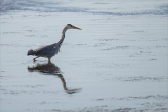 Grey heron (Ardea cinerea) on the hunt, animal portrait, Bagges Dæmning, Ringkøbing Fjord, Denmark,