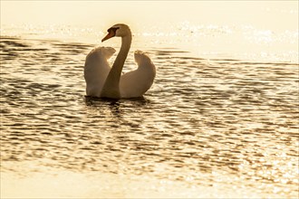 Mute swan (Cygnus olor), evening light, Bagges Dæmning, Ringkøbing Fjord, Denmark, Europe