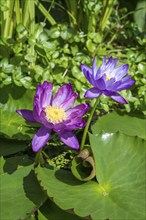 Blue-purple coloured tropical water lilies in garden pond, Gigantea Dark Purple, water lily,