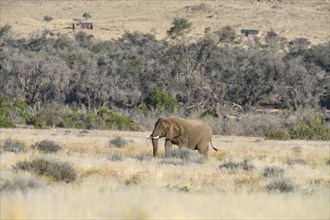 Desert elephant (Loxodonta africana) in the Ugab dry river, Damaraland, Kunene region, Namibia,