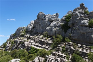 Rock layers and vegetation on a steep rock face under a bright blue sky, Karst Mountains, Torcal