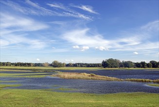 Scenic landscape with wide flooded green meadows and blue sky with white clouds, autumn, Elbe,