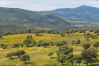 Wide landscape with green hills and trees, interrupted by yellow and blue of the sky in spring,