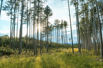 Tall european black pine (Pinus nigra) in the forest, broken by sunbeams shining on the ground,