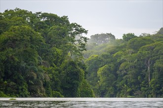 River in the rainforest, dense vegetation, Tortuguero National Park, Costa Rica, Central America