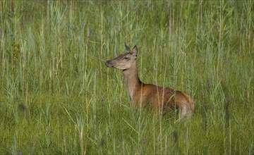 Doe (Cervus elaphus), meadow, Lower Austria