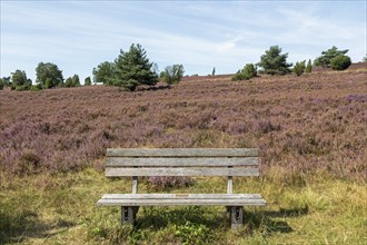 Heather blossom, trees, bench, Wilseder Berg near Wilsede, Bispingen, Lüneburg Heath, Lower Saxony,