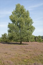 Heather blossom, trees, birch, near Wilsede, Bispingen, Lüneburg Heath, Lower Saxony, Germany,