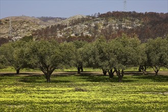 Field with olive trees and yellow flowers, rolling hills in the background, forest fires, summer