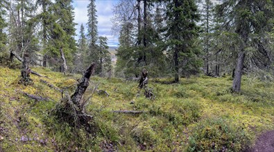 Autumn forest, Konttainen, Ruka, Finland, Europe