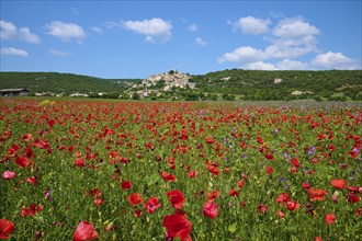 Village on a hill with green meadows and trees under a blue sky, in the foreground poppy field