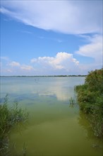 Tranquil lakeside landscape, Etang des Launes, with blue sky and clouds, surrounded by reeds and