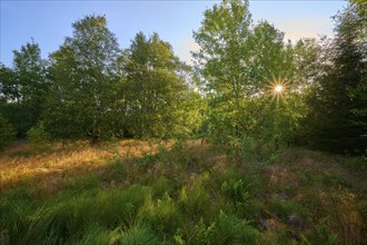 Sunlight shines through green trees onto a quiet forest clearing with grass, Schwarzes Moor,