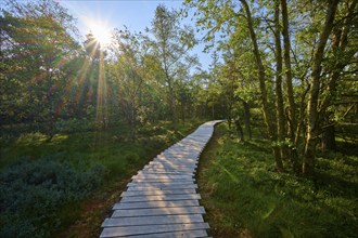 A wooden plank path leads through a moor forest flooded with sunlight on a clear summer's day,